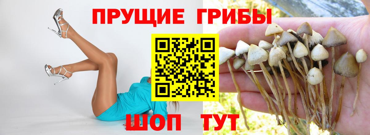 Кувандык  Псилоцибиновые грибы Magic Shrooms  закладки  Вход с VPN 
